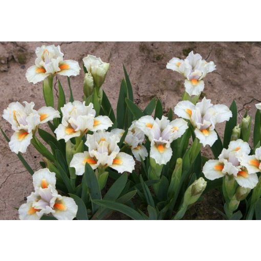 Iris PEARLY WHITES