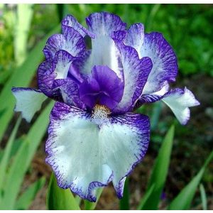 Iris PEEP SHOW