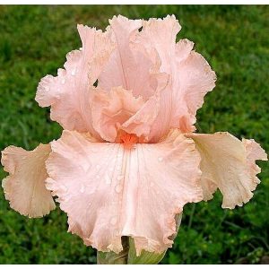 Iris PEGGY SUE