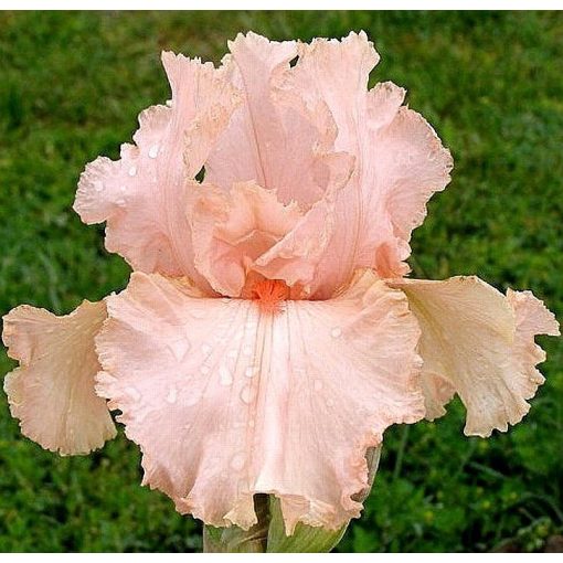Iris PEGGY SUE
