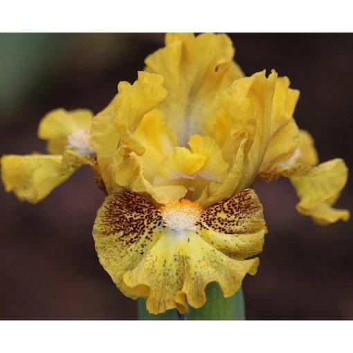 Iris PENNY FOR YOUR THOUGHTS