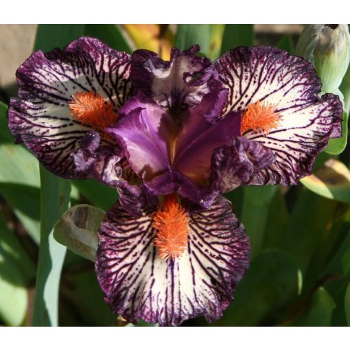 Iris PEPPITO