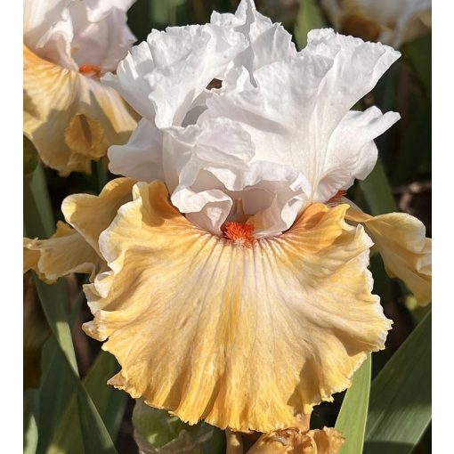 Iris PERFECT SEASON