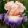 Iris PERSIAN BALLET