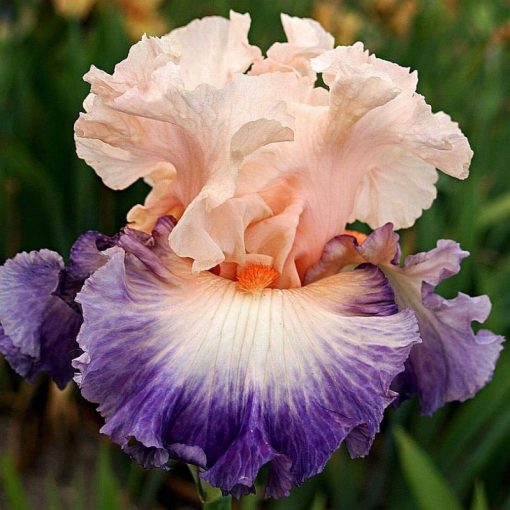 Iris PERSIAN BALLET