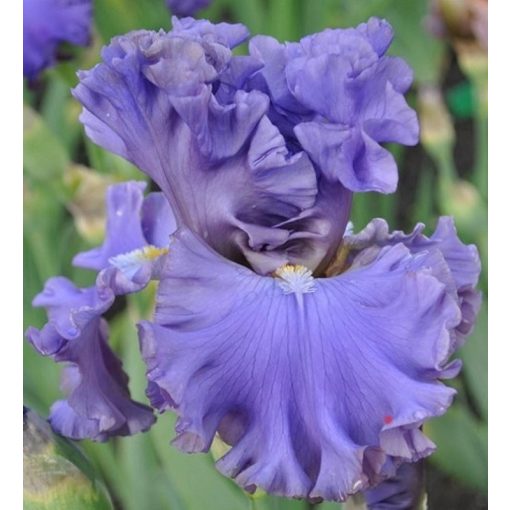 Iris PERSISTENT LOVE