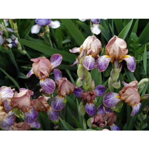 Iris PERSONA