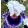 Iris PERUN‘S CHILD
