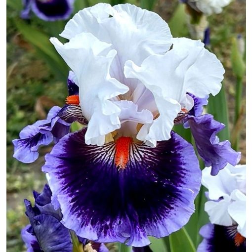 Iris PERUN‘S CHILD