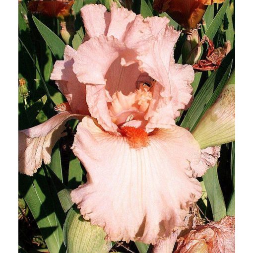 Iris PINK PINCURLS
