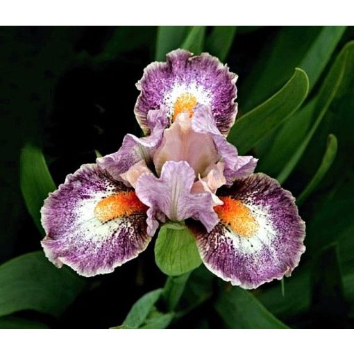 Iris PINKY RING