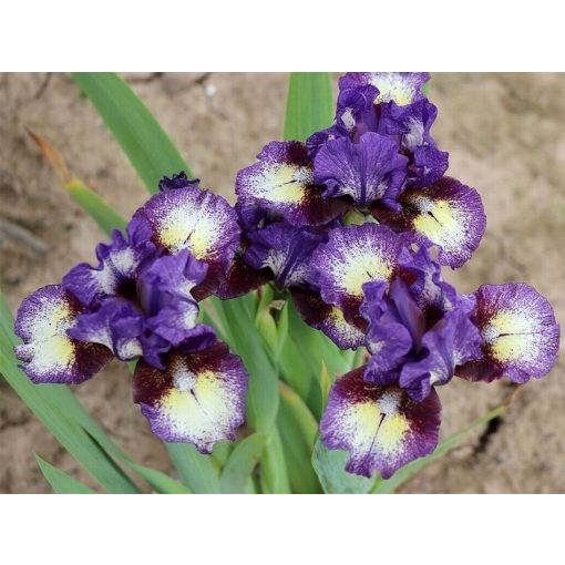 Iris PIRATE BABY