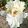 Iris PLATINUM BLONDE