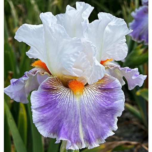 Iris PLAYFUL POLKA