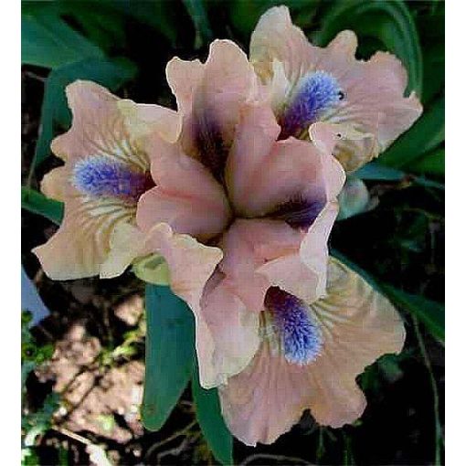 Iris POP UP