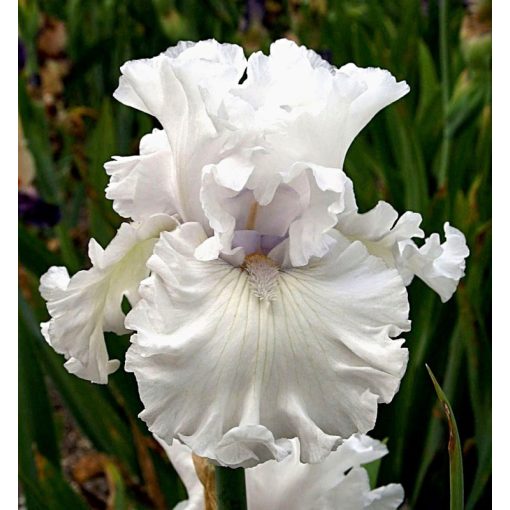 Iris PORCELAIN ROSE
