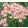 Iris PORTLAND PINK