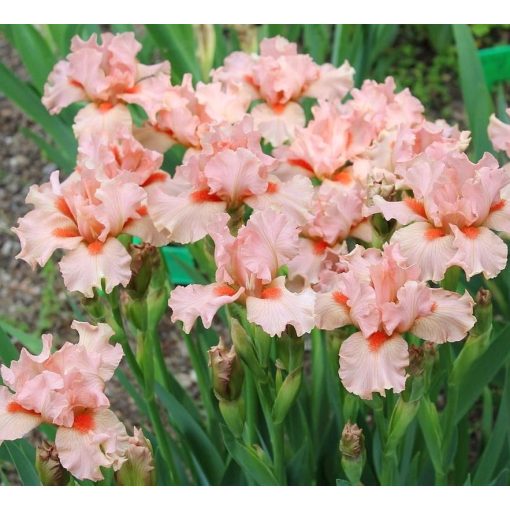 Iris PORTLAND PINK