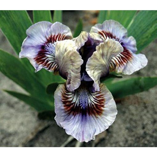 Iris POSING
