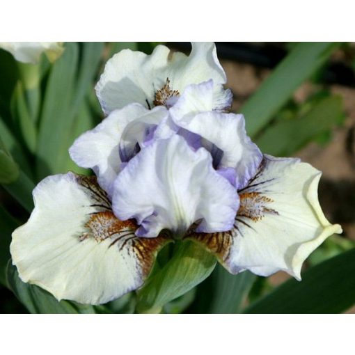 Iris PRAISE
