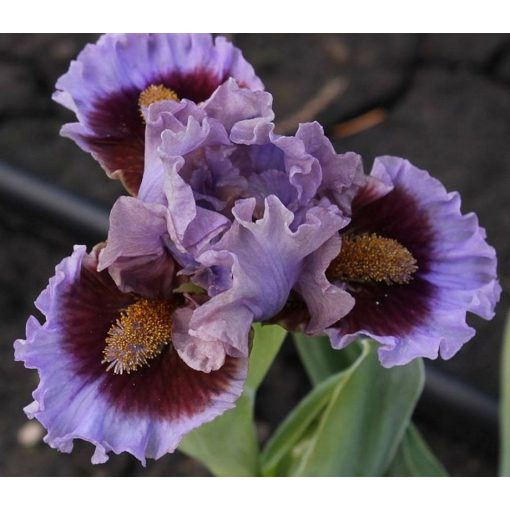 Iris PREGO