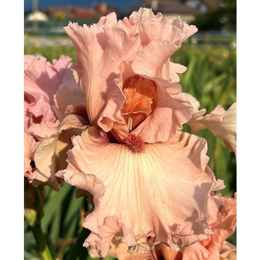 Iris PRELUDE OF ROSES