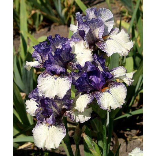 Iris PRESTO CHANGE