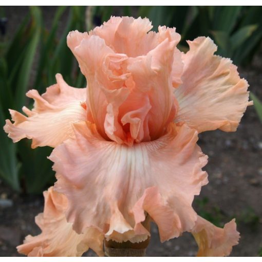 Iris PRETTY CAPRICE