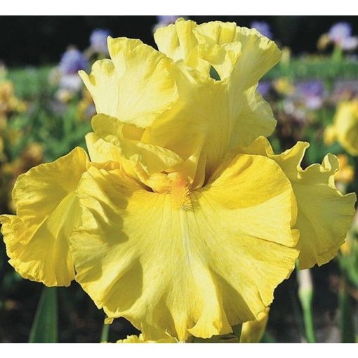 Iris PRIMALUNA