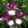 Iris PRINCE OF BURGUNDY