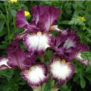 Iris PRINCE OF BURGUNDY