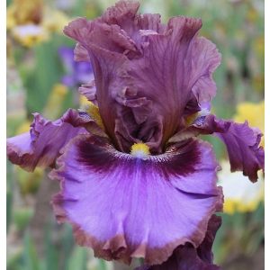 Iris PROFESSOR