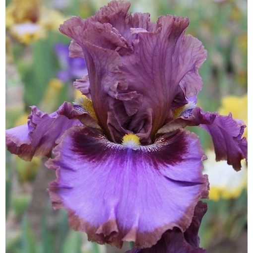 Iris PROFESSOR