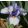 Iris PROSPECTUS