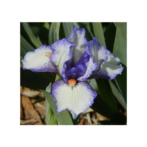 Iris PROSPECTUS
