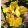 Iris PROWL
