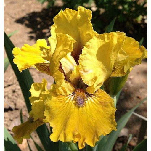 Iris PROWL