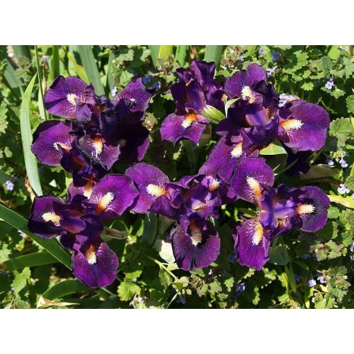 Iris PROWLER