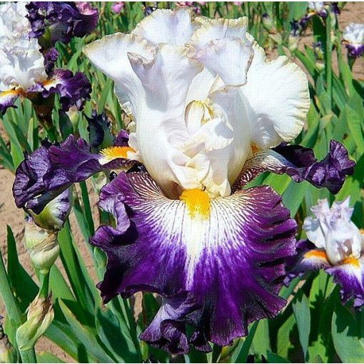 Iris PUBLICITY STUNT