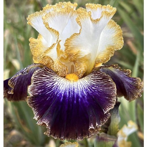 Iris PUNK ROCKER