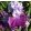 Iris PURPLE BROCADE