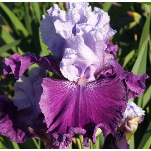 Iris PURPLE BROCADE