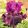 Iris PURPLE SERENADE