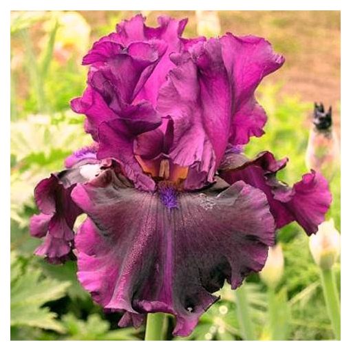 Iris PURPLE SERENADE