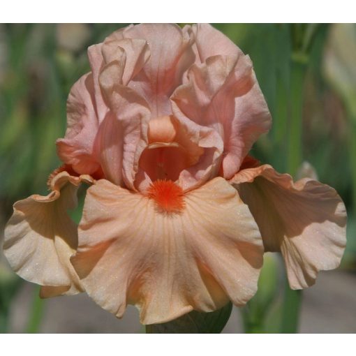 Iris QUEEN MUM