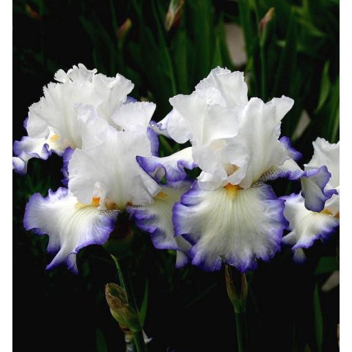 Iris QUEEN'S CIRCLE