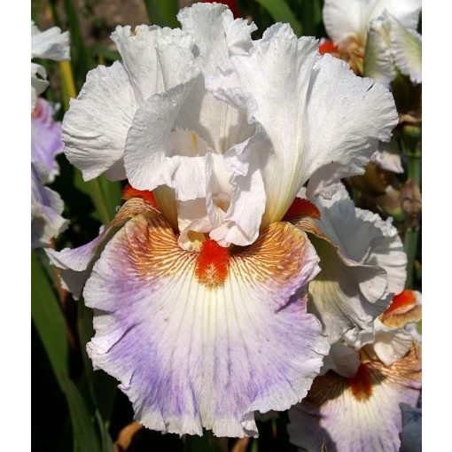 Iris QUO VADIS