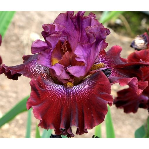 Iris RADIANT GARNET