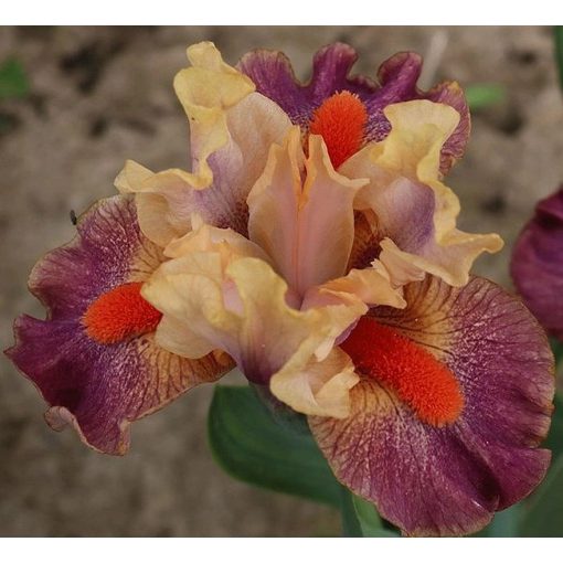 Iris RADIATE