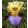 Iris RAGING HORSE